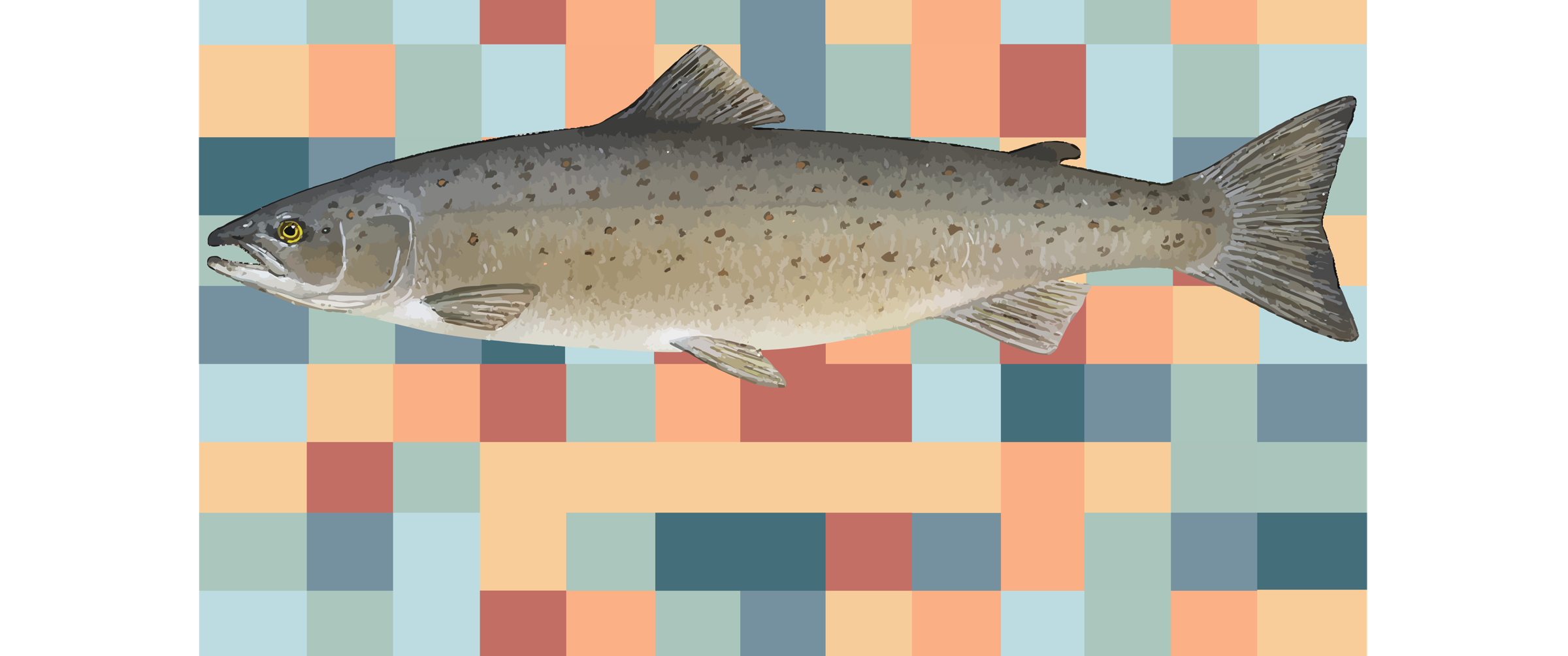 Muhang’s original fish illustration against a mosaic of coral, slate blue and soft green